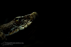 Vipera aspis francisciredi, aspide, asp viper, Aspisviper, víbora áspid, Vipère aspic,