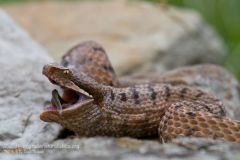 Vipera aspis francisciredi, aspide, asp viper, Aspisviper, víbora áspid, Vipère aspic,