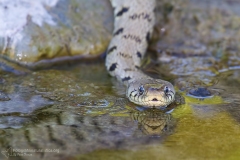 Natrice dal collare, biscia dal collare, natrix natrix, helvetica, grass snake, Ringelnatter, culebra de collar, couleuvre a collier,