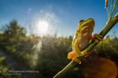 Raganella italiana, Hyla intermedia, Italian tree frog, Italienischer, Laubfrosch,  ranita italiana