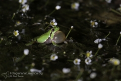 Raganella italiana, Hyla intermedia, Italian tree frog, Italienischer, Laubfrosch,  ranita italiana