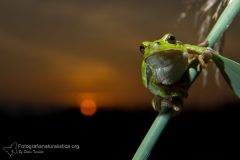 Raganella italiana, Hyla intermedia, Italian tree frog, Italienischer, Laubfrosch,  ranita italiana