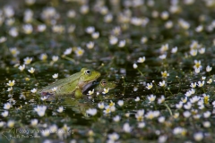 rane_anfibi_amphibia_anura_frogs_toads_herpetology_photography_-22cc
