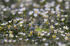 rane_anfibi_amphibia_anura_frogs_toads_herpetology_photography_-23cc