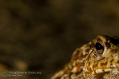 Rospo comune, Bufo bufo, common toad, Erdkröte, Crapaud commun-8c