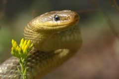 Saettone, zamenis longissimus, aesculapian snake, ratsnake, Äskulapnatter, couleuvre d'Esculape, culebra de esculapio, -1cc