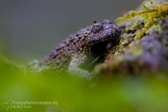 ululone ventre giallo appenninico, bombina variegata, yellow bellied toad, Gelbbauchunke, Sonneur à ventre jaune,