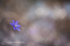 Anemone epatica, erba trinità, hepatica nobilis, common hepatica, liverwort, Leberblümchen, Anémone hépatique, -