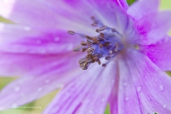 Anemone stellata, fior di stella, anemone hortensis, broad-leaved, stern-anemone,