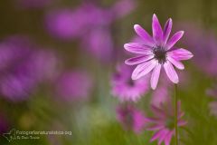 Anemone stellata, fior di stella, anemone hortensis, broad-leaved, stern-anemone,