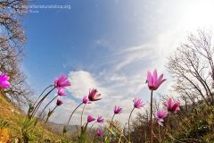 Anemone stellata, fior di stella, anemone hortensis, broad-leaved, stern-anemone,