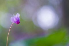 Ciclamino autunnale, cyclamen hederifolium, ivy-leaved cyclamen, sowbread, artanita, pan de Puerco, cyclamen de Naples