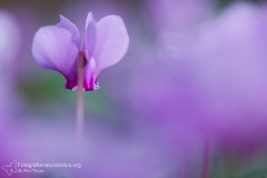 Ciclamino autunnale, cyclamen hederifolium, ivy-leaved cyclamen, sowbread, artanita, pan de Puerco, cyclamen de Naples-10