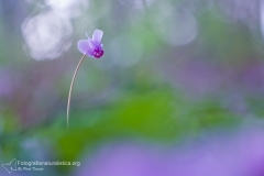 Ciclamino autunnale, cyclamen hederifolium, ivy-leaved cyclamen, sowbread, artanita, pan de Puerco, cyclamen de Naples-15