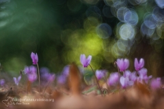 Ciclamino autunnale, cyclamen hederifolium, ivy-leaved cyclamen, sowbread, artanita, pan de Puerco, cyclamen de Naples-2