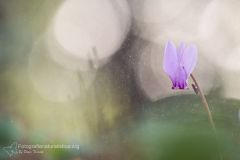 Ciclamino autunnale, cyclamen hederifolium, ivy-leaved cyclamen, sowbread, artanita, pan de Puerco, cyclamen de Naples-4