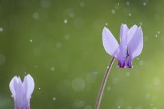 Ciclamino autunnale, cyclamen hederifolium, ivy-leaved cyclamen, sowbread, artanita, pan de Puerco, cyclamen de Naples-6