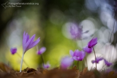 Colchico d’autunno, colchicum autumnale, autumn crocus, meadow saffron, naked ladies, Herbstzeitlose-Herbstzeitlose_-colchique