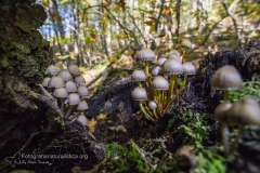 Funghi_fungi_mushroom_-Fruchtkörper_sporophore_esporocarpo-2