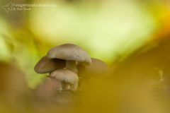 Funghi, fungi, mushrooms, Fruchtkörper, sporophore, esporocarpo