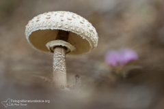 Funghi, fungi, mushrooms, Fruchtkörper, sporophore, esporocarpo