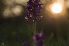 Orchide minore, anacamptis morio, green-winged orchid, Kleine Knabenkraut, orchis bouffon