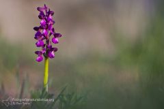 Orchide minore, anacamptis morio, green-winged orchid, Kleine Knabenkraut, orchis bouffon