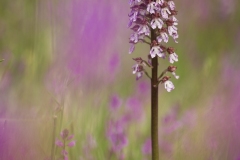 Orchidea maggiore, orchis purpurea, lady orchid, Purpur-Knabenkraut, orchis pourpre,