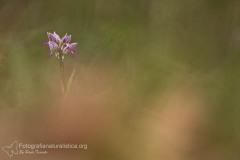 Orchidea scimmia, orchis simia, monkey orchid, Affen-Knabenkraut, orchis singe,