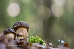 Porcino, boletus edulis, Steinpilze, Cèpe,