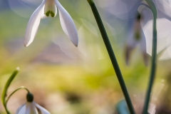 bucaneve, galanthus nivalis, snowdrop, Kleine Schneeglöckchen, perce-neige,