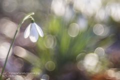 campanellino, leucojum vernum, spring snowflake, Nivéole de printemps, Frühlings-Knotenblume