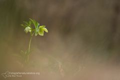 Elleboro verde, helleborus viridis, green hellebore, Grüne Nieswurz, eléboro verde, ellébore vert