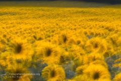 Girasole, helianthus annuus, sunflower, sonnenblume, tornesol