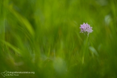 Orchidea screziata, neotinea tridentata, orchis tridentata, three-thoothed orchid,