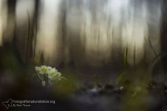 primula, primula vulgaris, primrose, Stängellose Schlüsselblume, Primevère commune caule,