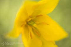 tulipano selvatico, tulipa sylvestris, wild tulip, wilde tulpe, Weinberg-tulpe, tulipe des bois