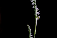 viticcino autunnale, spiranthes spiralis, autumn lady_tresses, Herbst-Drehwurz, spiranthe d’automne,