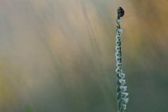 viticcino autunnale, spiranthes spiralis, autumn lady_tresses, Herbst-Drehwurz, spiranthe d’automne,