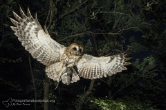 1_allocco_strix_aluco_tawny_owl_waldkauz_carabo_comun_chouette_hulotte