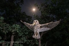 1_assiolo_otus_scops_owl_petit_duc-scops_autillo_europeo_zwergohreule_1