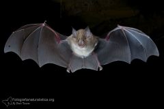 1_ferro_di_cavallo_maggiore_rhinolophus_ferrumequinum_greater_horseshoe_bat