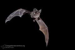 1_molosso_cestoni_tadarida_teniotis_european_free-tailed_bat_molosse_mucielago_