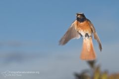 Codirosso, Phoenicurus phoenicurus, common redstart, Gartenrotschwanz, Rougequeue à front blanc