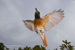 Codirosso, Phoenicurus phoenicurus, common redstart, Gartenrotschwanz, Rougequeue à front blanc