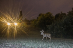 capriolo_capreolus_capreolus_roe_deer