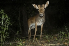 daino_dama_dama_european_fallow_deer