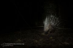 istrice_hystrix_cristata_crested_porcupine-2