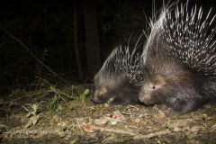istrice_hystrix_cristata_crested_porcupine-3