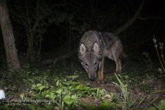 lupo_canis_lupus_italicus_apennine_wolf-1